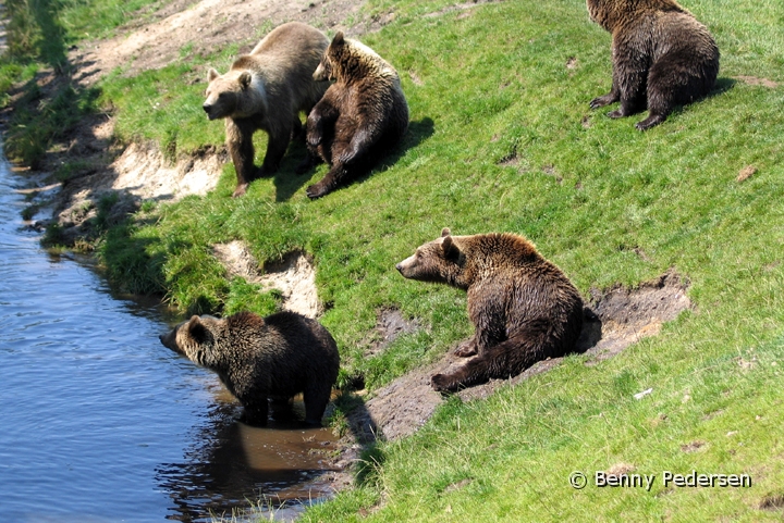 Skandinavisk Dyrepark.jpg - Skandinavisk Dyrepark Djursland